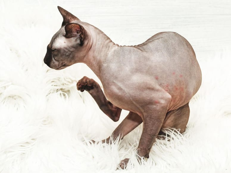 Urticaria pigmentosa en gatos síntomas y tratamiento